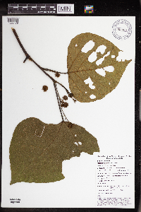 Macaranga bifoveata image