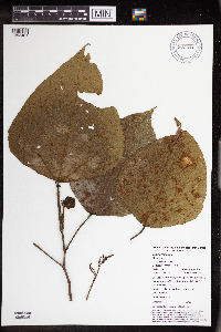 Macaranga bifoveata image