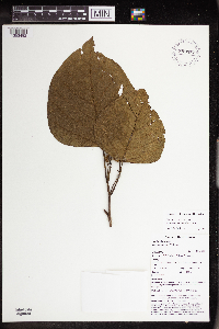 Macaranga bifoveata image