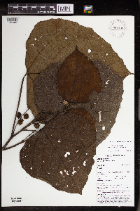 Macaranga bifoveata image