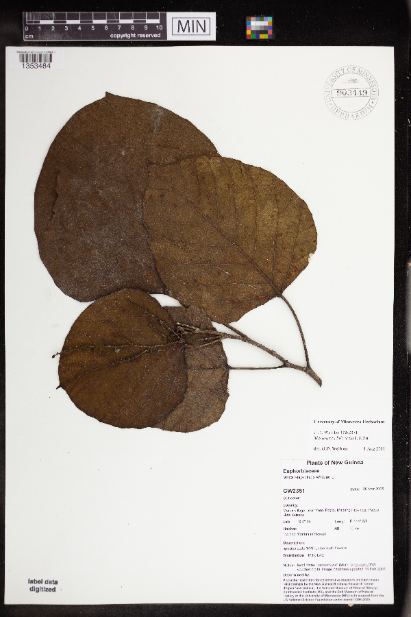 Macaranga bifoveata image