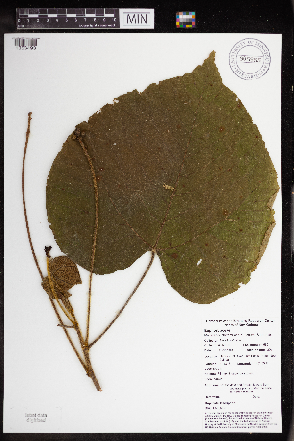 Macaranga chrysotricha image