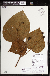 Macaranga ducis image