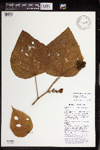 Macaranga ducis image