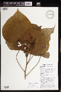 Macaranga ducis image