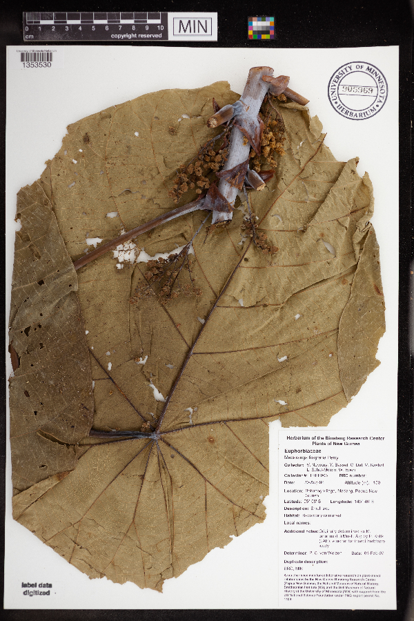 Macaranga fragrans image