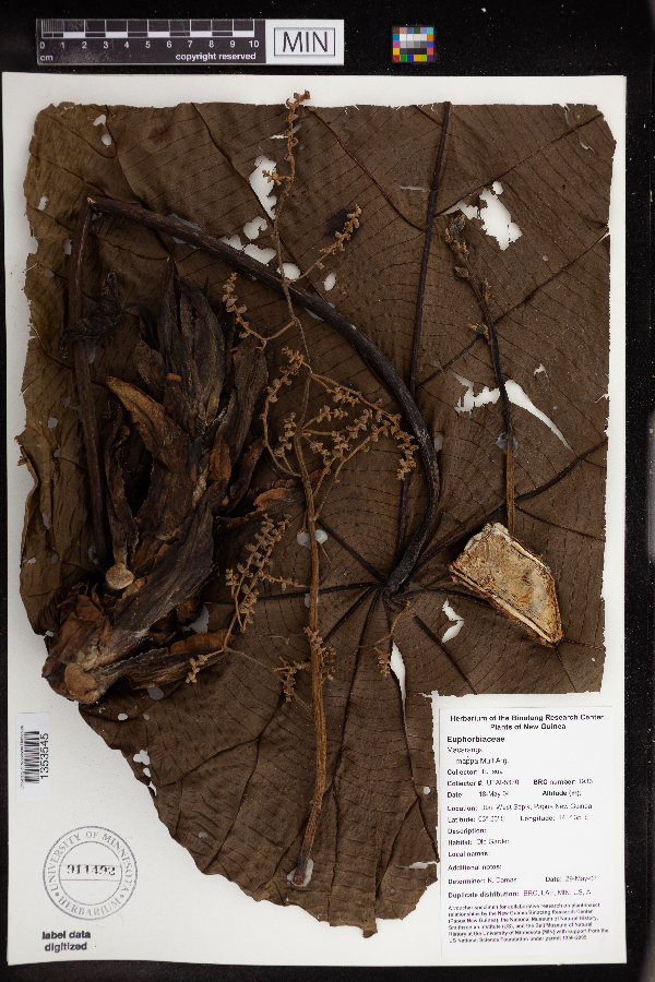 Macaranga mappa image