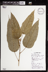 Macaranga neobritannica image