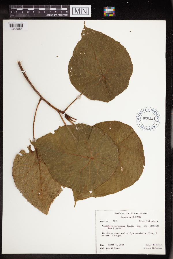 Macaranga harveyana image