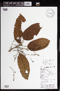 Macaranga novoguineensis image