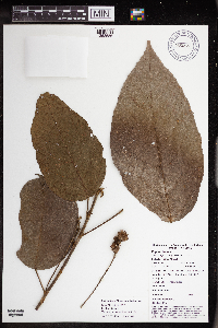 Macaranga novoguineensis image