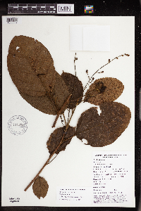 Macaranga novoguineensis image