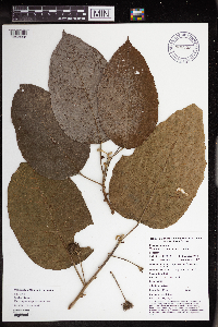 Macaranga novoguineensis image