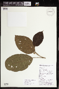 Macaranga novoguineensis image