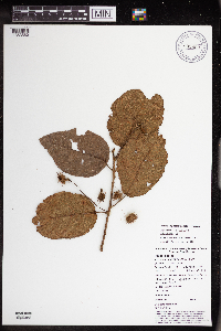 Macaranga novoguineensis image