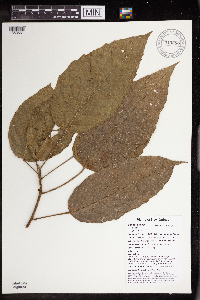 Macaranga novoguineensis image