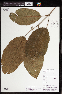 Macaranga novoguineensis image