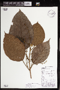 Macaranga novoguineensis image