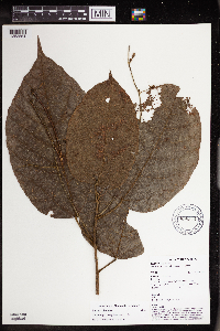 Macaranga novoguineensis image