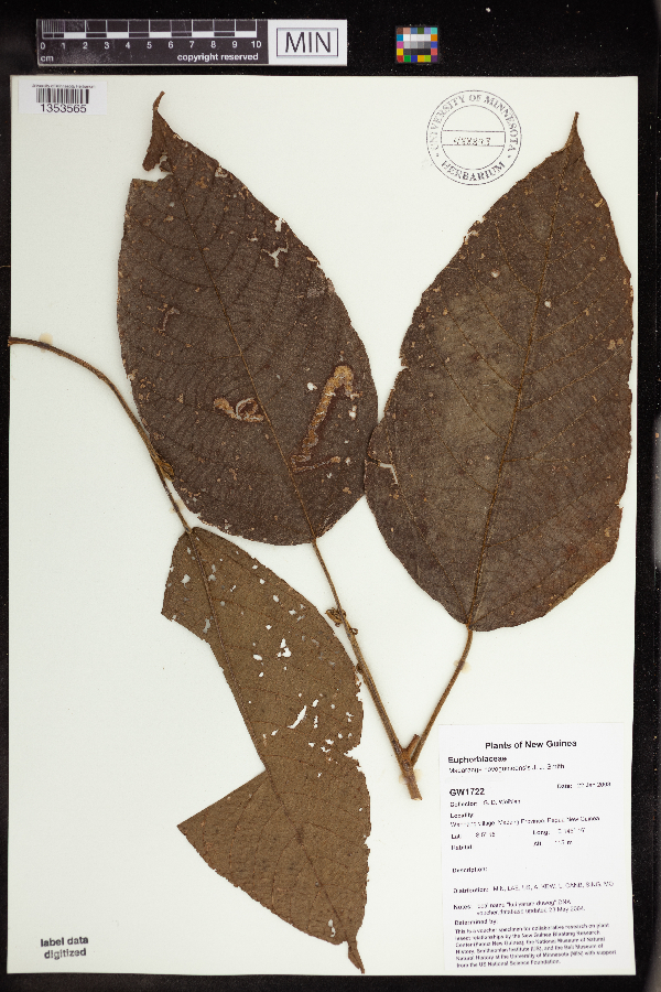 Macaranga novoguineensis image