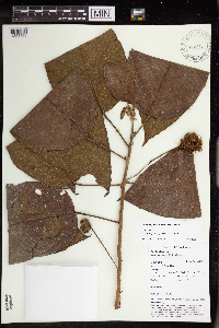 Macaranga novoguineensis image