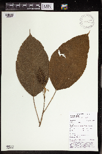Macaranga novoguineensis image