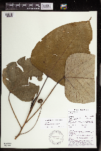 Macaranga papuana image