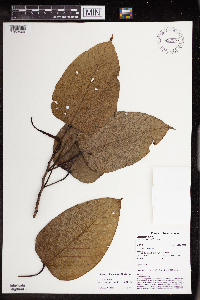 Macaranga papuana image