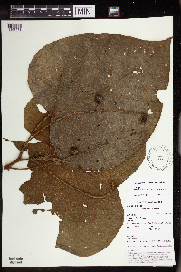 Macaranga papuana image