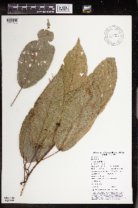 Macaranga punctata image