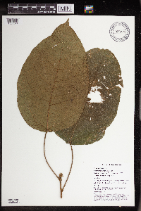 Macaranga punctata image