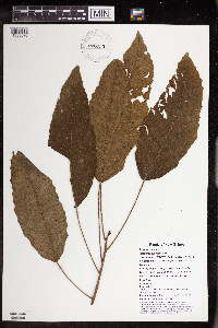 Macaranga punctata image