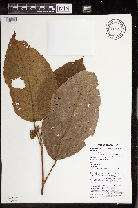 Macaranga punctata image