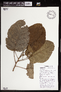 Macaranga punctata image