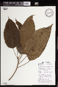 Macaranga punctata image