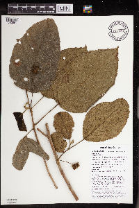 Macaranga punctata image