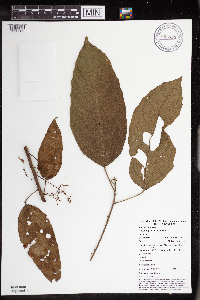 Macaranga punctata image