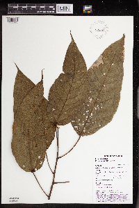 Macaranga punctata image