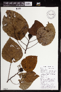 Macaranga quadriglandulosa image