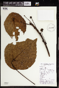 Macaranga tsonane image