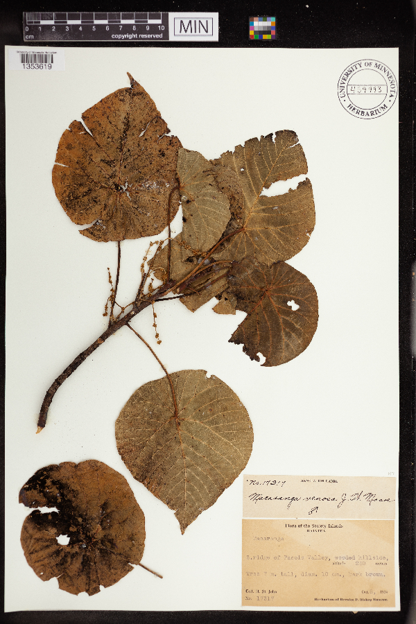 Macaranga venosa image