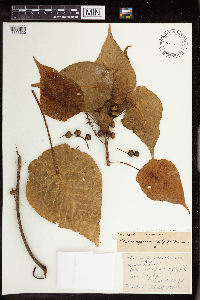 Thumbnail image of current specimen