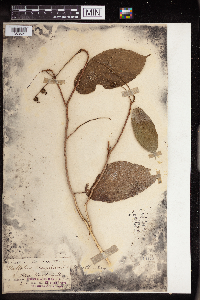 Image of Mallotus acuminatus