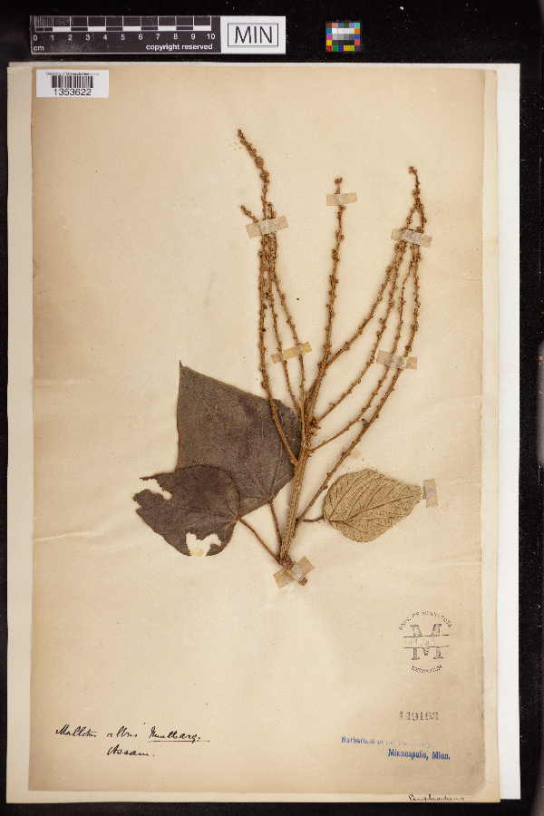 Mallotus tetracoccus image