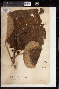 Mallotus tetracoccus image