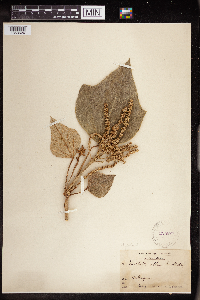 Mallotus tetracoccus image