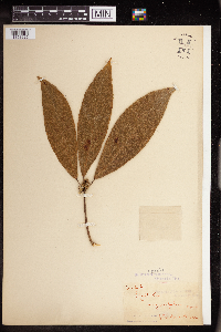 Image of Mallotus angustifolius