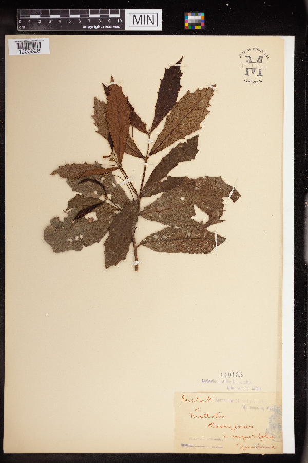 Mallotus claoxyloides image