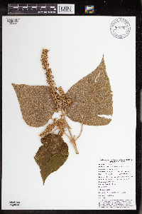 Image of Mallotus mollissimus