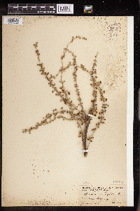 Image of Mallotus nudiflorus
